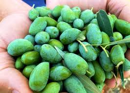 Estate Reserve Extra Virgin Olive Oil