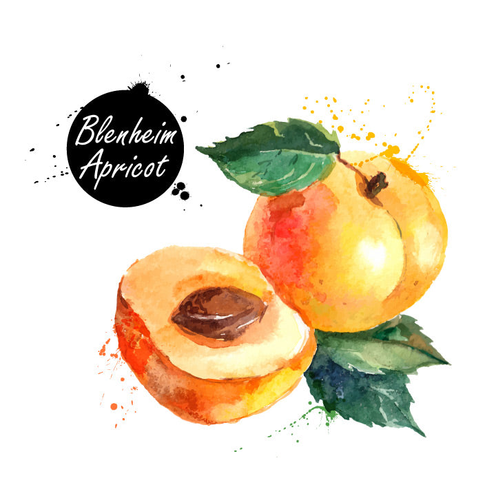 Blenheim Apricot White Balsamic Vinegar 375ML