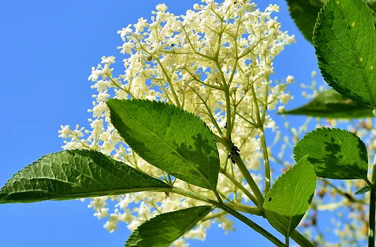 Elderflower White Balsamic Vinegar 750ML